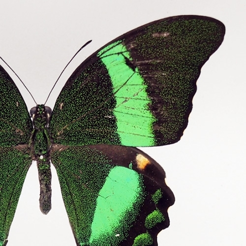 オビクジャクアゲハ(ルリオビアゲハ) , タグ「green」 , 蝶の標本 販売