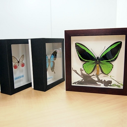 COLOR series -GREEN , 蝶の標本 販売・通販のNatureShop|モルフォや