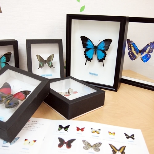 蝶の標本セット（ガラスケース入り）ガラスケース単品 , 蝶の標本 販売