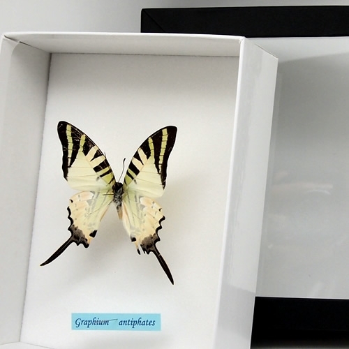 オナガタイマイ , 蝶の標本 販売・通販のNatureShop|モルフォや