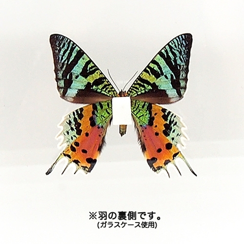 ニシキオオツバメ , 蝶の標本 販売・通販のNatureShop|モルフォや