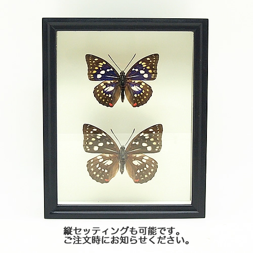 オオムラサキ／ペアセット , セット標本 , 蝶の標本 販売・通販の