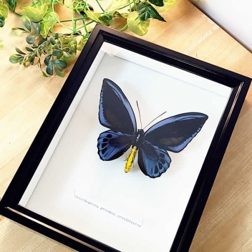 アオメガネアゲハ(アオメガネトリバネアゲハ) , 蝶の標本 販売・通販の