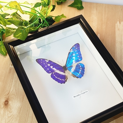 サ*ヤ様 キプリスモルフォ蝶 コロンビア 標本 額縁入り サ*ヤ様