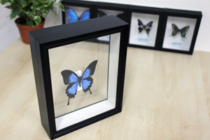 アサギマダラ／ペアセット , 蝶の標本 販売・通販のNatureShop