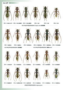 日本産カミキリムシ大図鑑 むし社