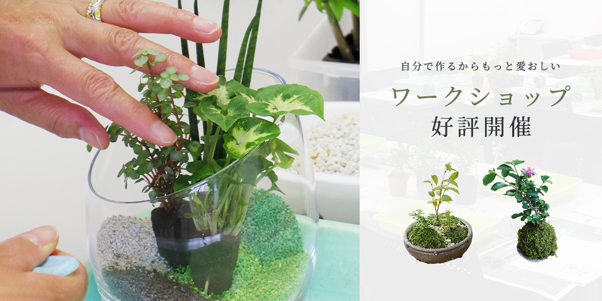 苔玉（こけだま）や盆栽・観葉植物などグリーンのお店：みどり屋 和草