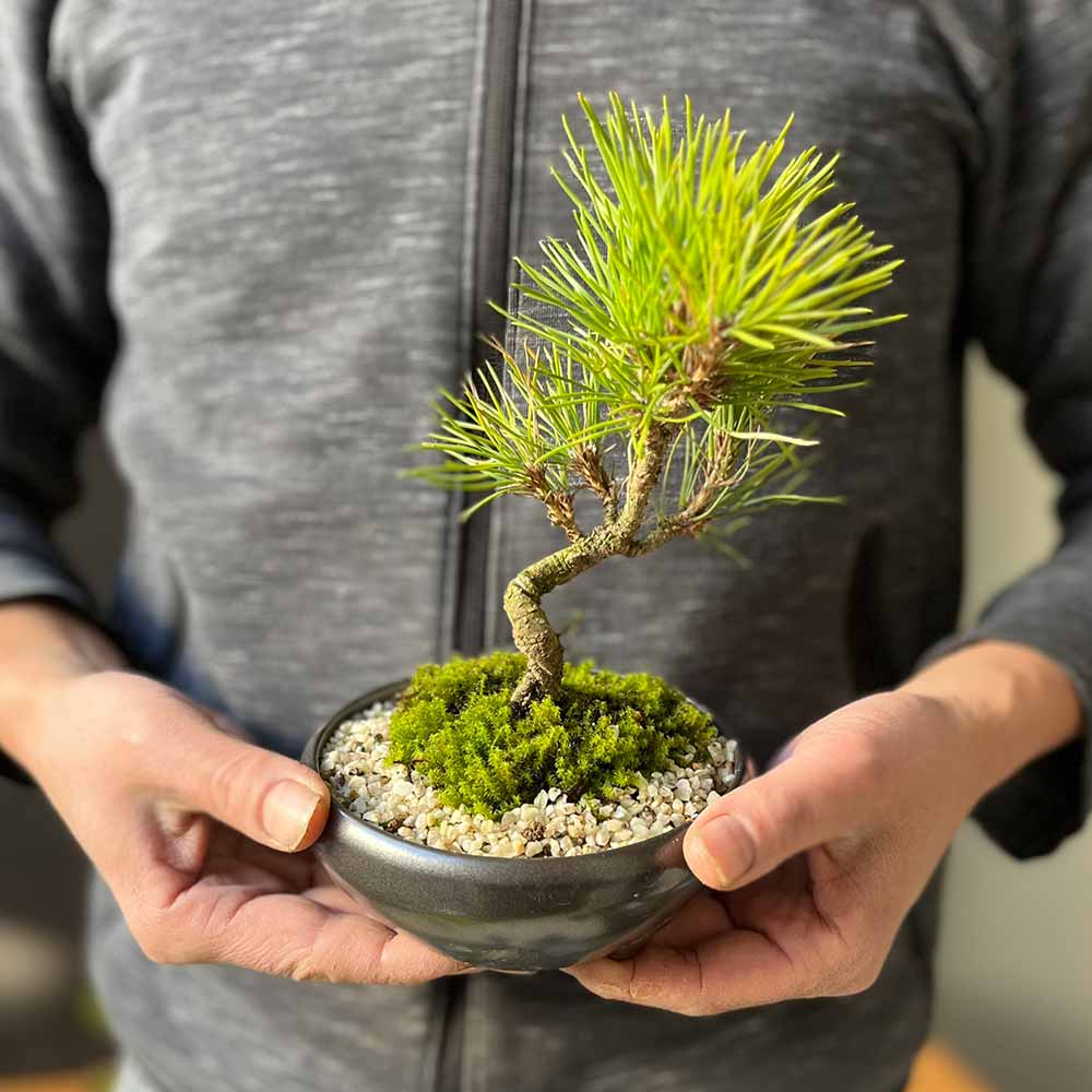 黒松盆栽 万古黒丸鉢 くろまつ クロマツ kuromatu ミニ盆栽 小品盆栽