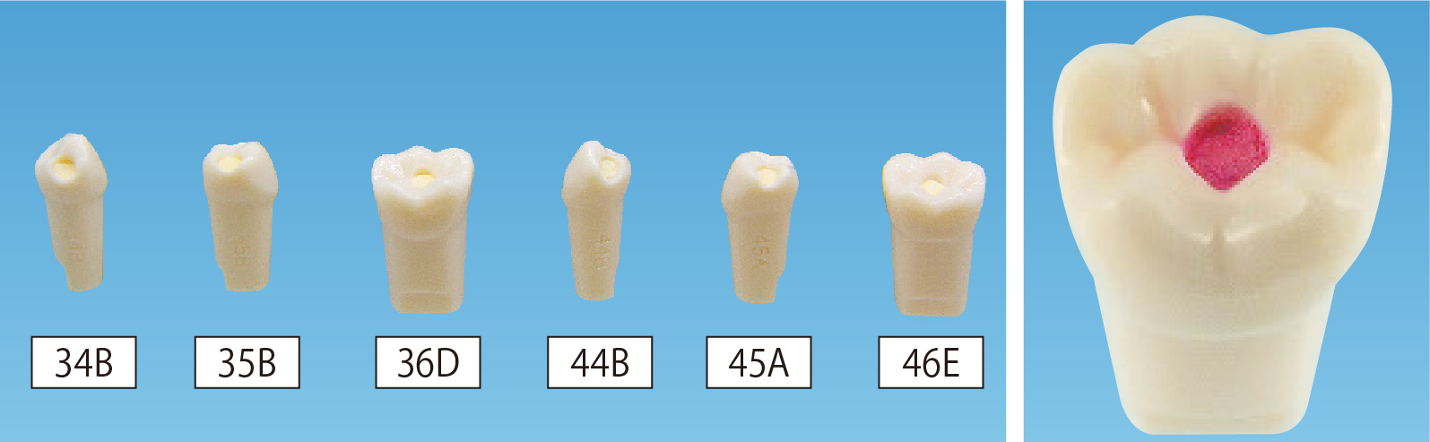 保存修復実習用顎模型 [D18D-500E(GUB)](D咬合器つき)｜株式会社