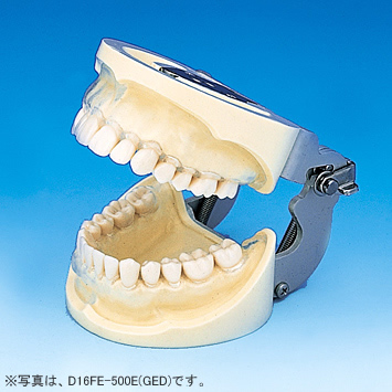 保存修復実習用顎模型 [D16FE-500E(GSD)](FE咬合器つき)｜株式会社