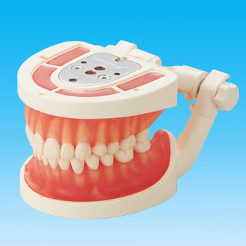 INVICTUS®アナトミーモデル [ANA3001-UL-JCP-ALM28]｜株式会社ニッシン