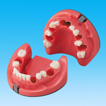 根管長測定用顎模型 [D50-END.7]｜株式会社ニッシン｜歯科模型・歯科