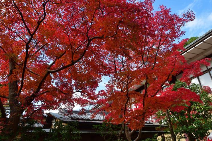 11月 成田山公園紅葉まつり |FEEL成田 成田市観光協会公式サイト