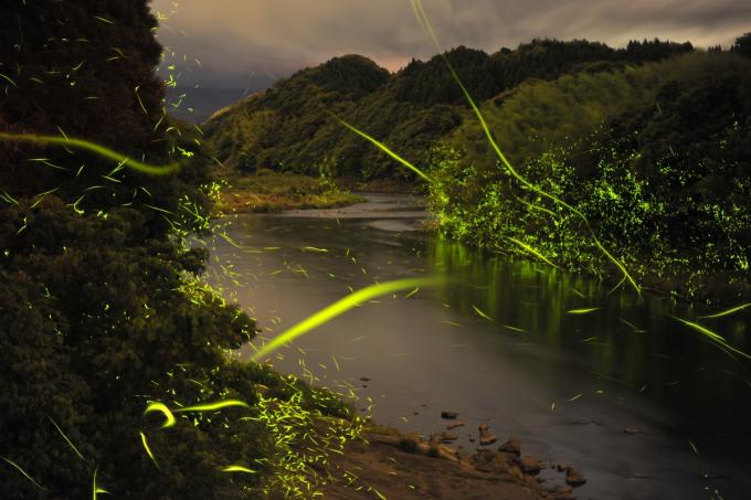 令和8年度運航中止】奥薩摩のホタル舟／さつま町公式ホームページ