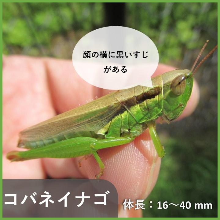 堺でよく見られるバッタの見分け方～頭が丸いバッタ～ | 堺いきもの