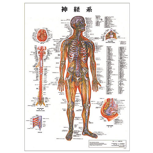人体神経系統図 パネル3枚と整体幕 人体神経系統図 パネル3枚と整体幕