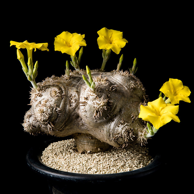 パキポディウム・ブレビカウレ（恵比寿笑い）の基本情報・育て方｜多肉