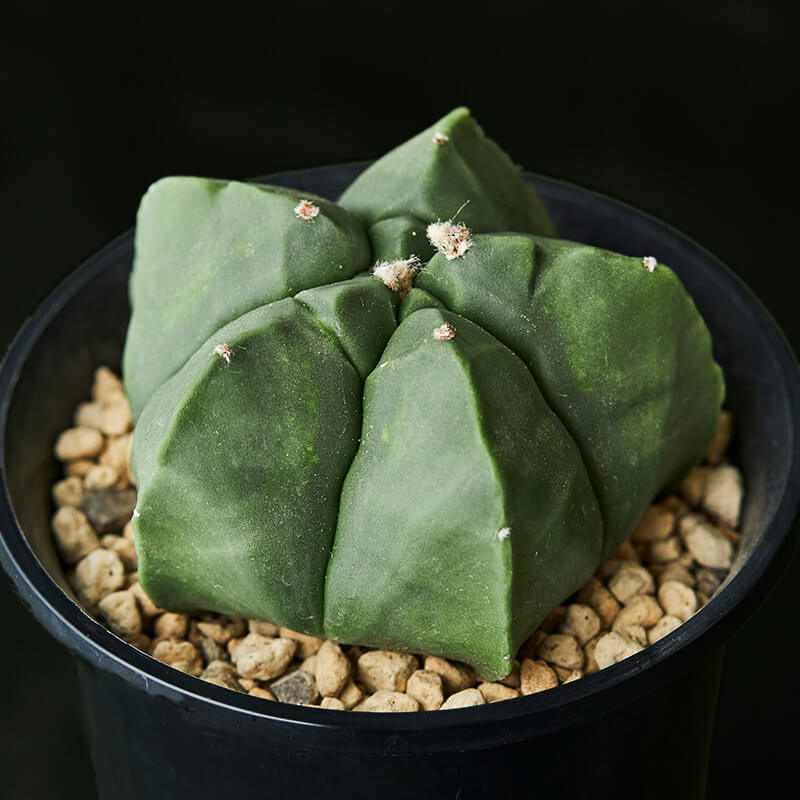 アストロフィツム碧瑠璃鸞鳳玉（ヘキラン）の基本情報・育て方｜多肉