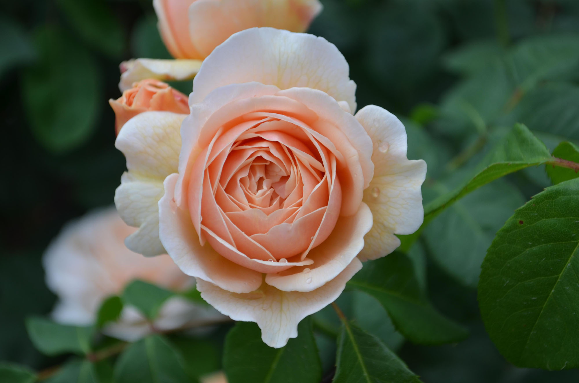 スィート・ジュリエット | ローズガーデン | 白い恋人パーク