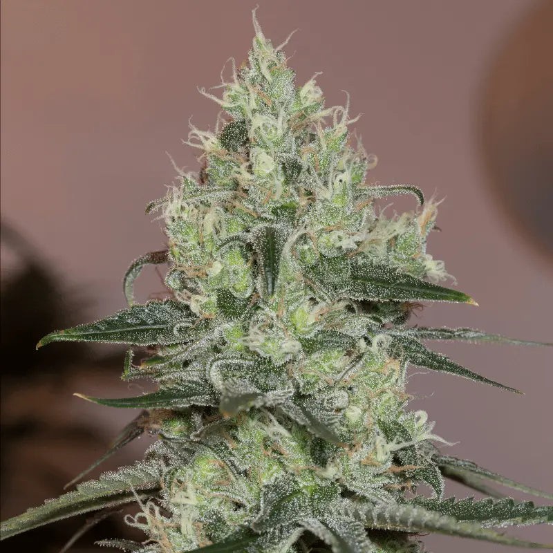 Original Amnesia: Legendary Sativa Seed | Silent Seeds