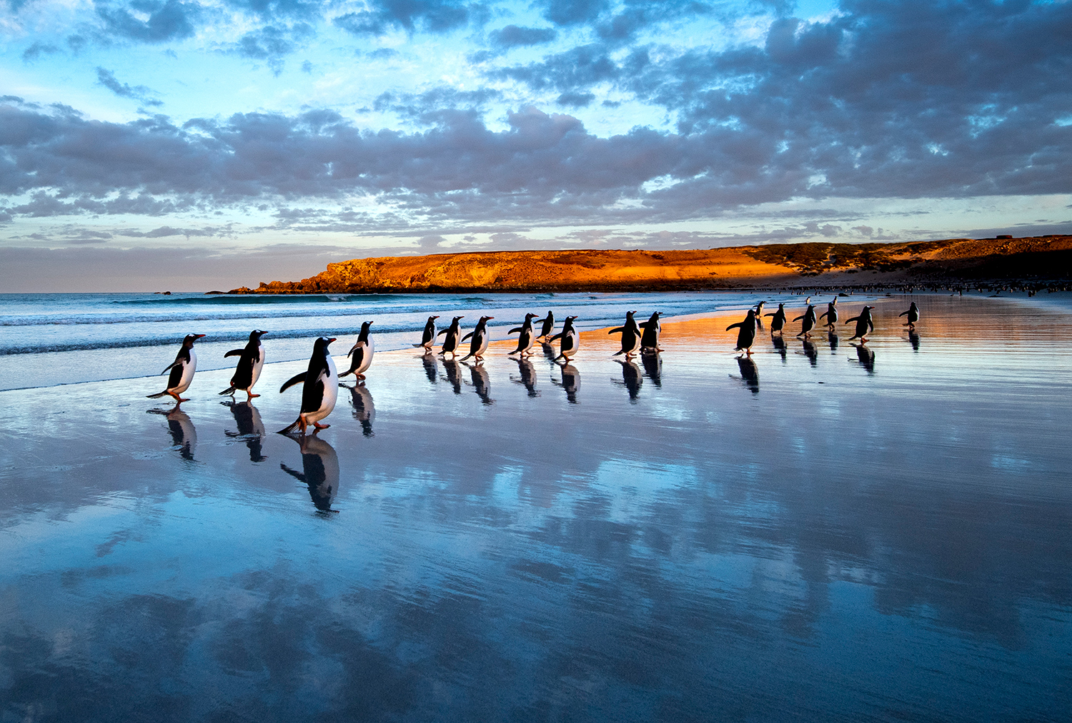 Coyote No.79 特集 高砂淳二 WATER IS WIDE