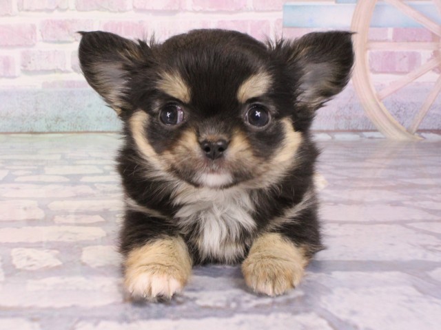 チワワ(ブラックタン)の子犬を価格や特徴で探す|ペットショップ探す