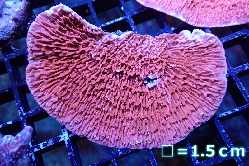 サンゴ】【通販】ウスコモンサンゴ（Red)（個体販売）No.2（生体