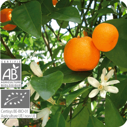 マンダリン – プラナロム エッセンシャルオイル・精油｜健草医学舎