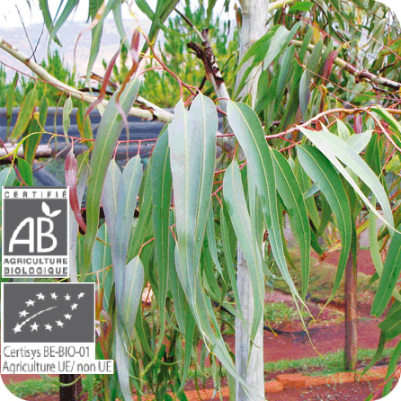 ユーカリ・レモン – プラナロム エッセンシャルオイル・精油｜健草医学舎