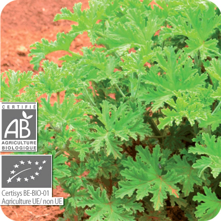 ゼラニウム・ブルボン – プラナロム エッセンシャルオイル・精油｜健草