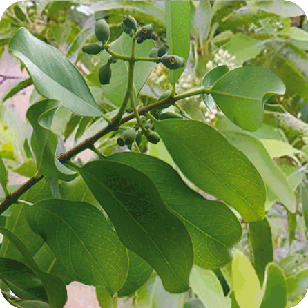 サンダルウッド – プラナロム エッセンシャルオイル・精油｜健草医学舎