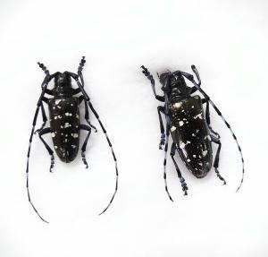 外来カミキリムシについて - 福島県ホームページ