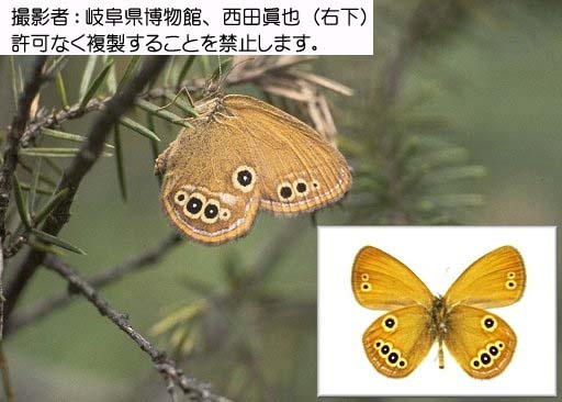 ヒメヒカゲ - 岐阜県公式ホームページ（環境生活政策課）