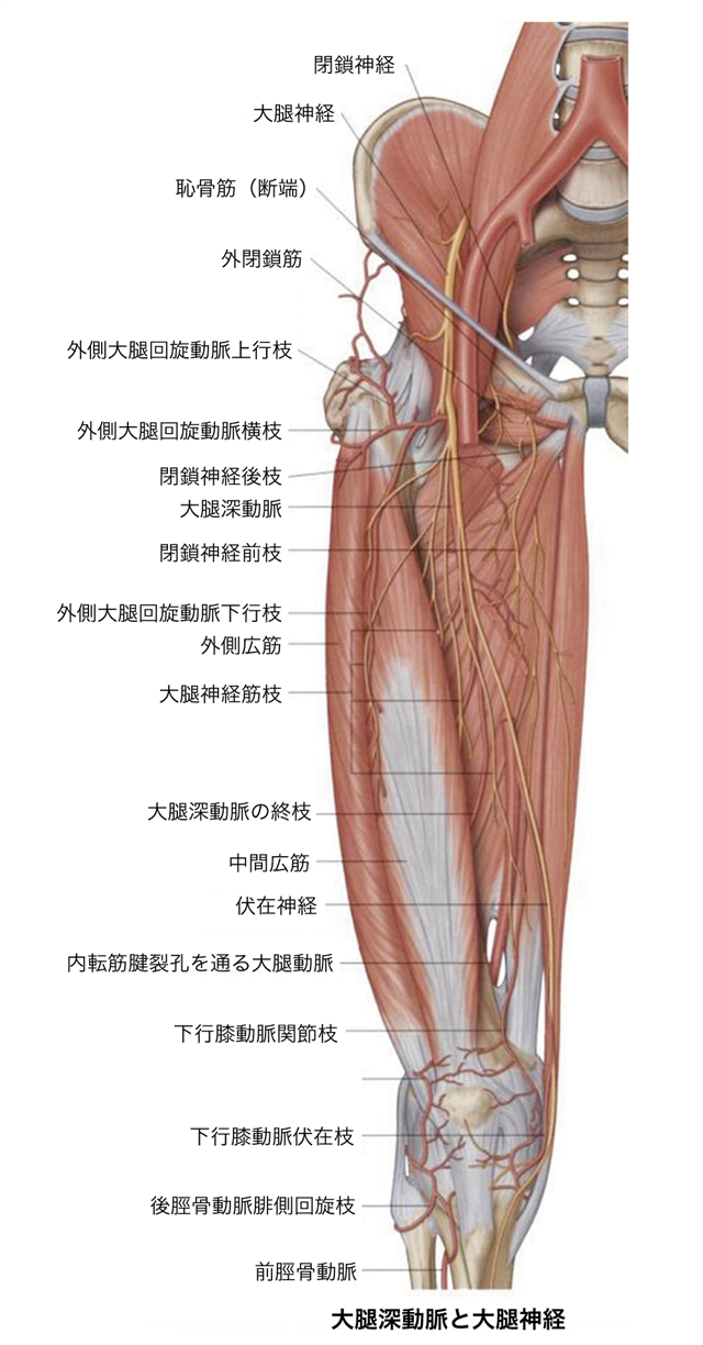 神経ブロック：大腿神経 - Procedures Consult