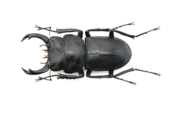 54.8 ㎜ ］55の大台まで…あと少し | Project WILD MUSEUM クワガタ大図鑑