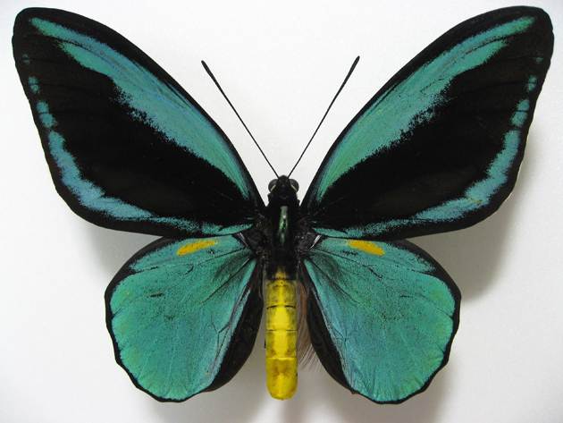 オビトリバネアゲハ Ornithoptera aesacus ～ 蝶の標本 麗蝶 ～