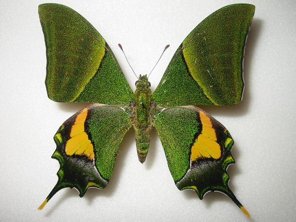 テングアゲハ Teinopalpus imperialis ～ 蝶の標本 麗蝶 ～