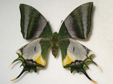 アゲハ蝶 標本 -アゲハ2-