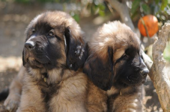 レオンベルガー専門ブリーダーRaise&J.Dore(レイズ＆ジェイドール)