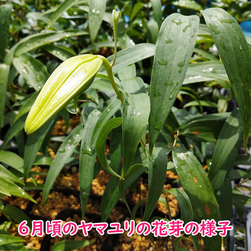 楽天市場】球根 ユリ 『 ヤマユリ 開花球 1球 』 ポットに仮植えした