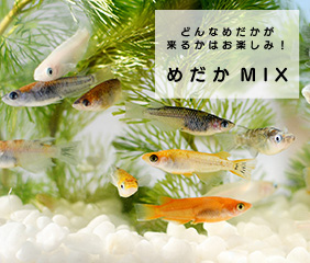 メダカの通販 マルゲン｜高級メダカ 珍しい品種のメダカ 飼育 アクアリウム