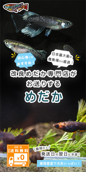 メダカの通販 マルゲン｜高級メダカ 珍しい品種のメダカ 飼育 アクアリウム