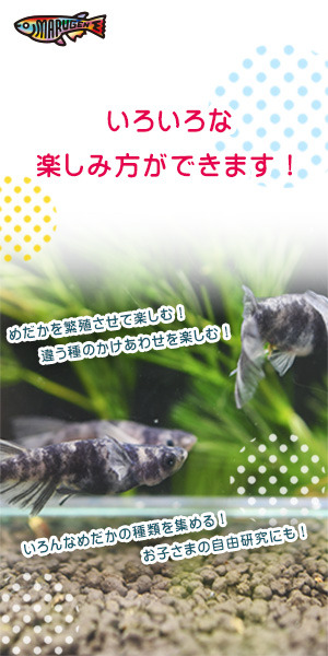 メダカの通販 マルゲン｜高級メダカ 珍しい品種のメダカ 飼育 アクアリウム