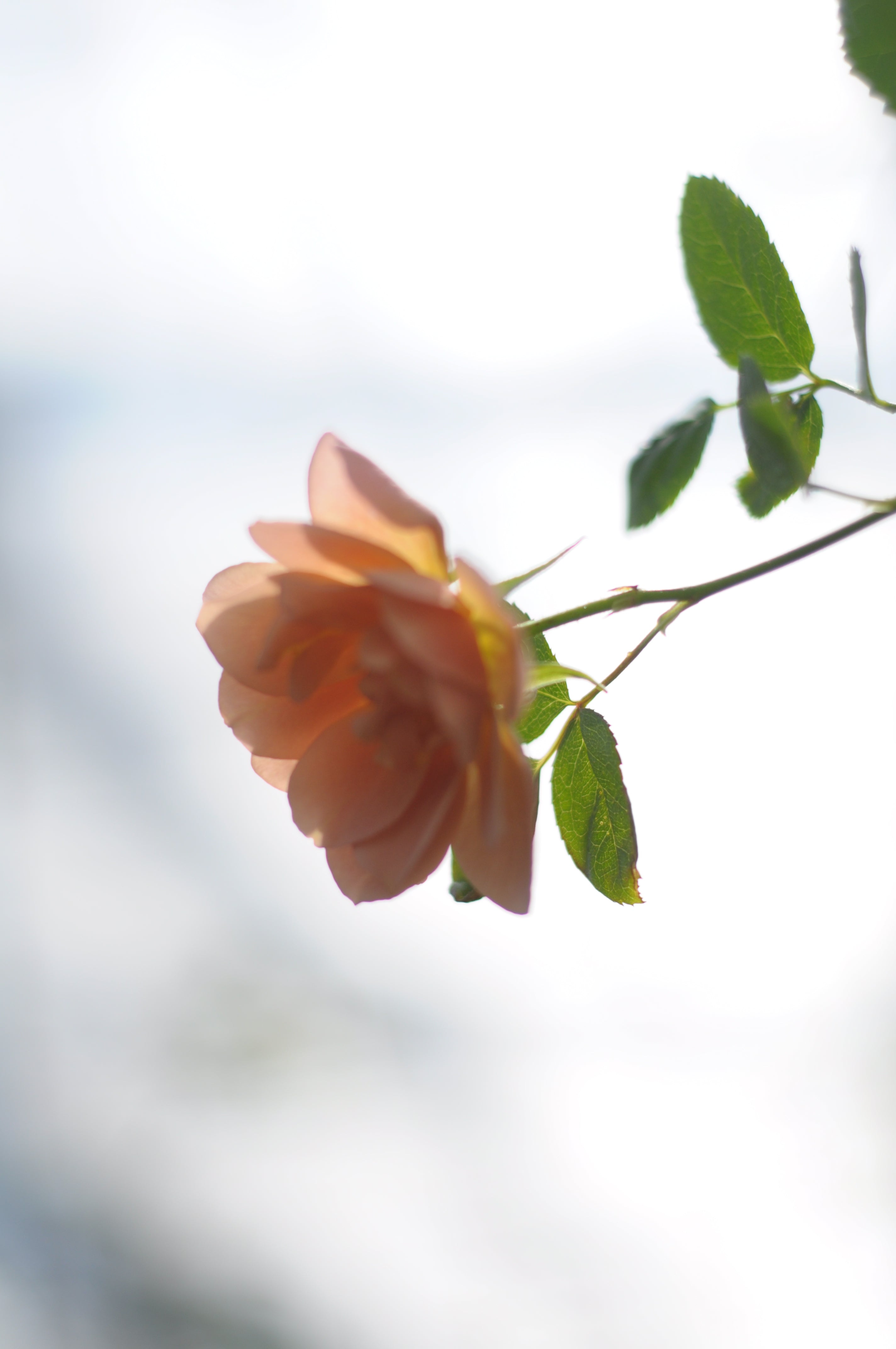 そら sola – WABARA online store