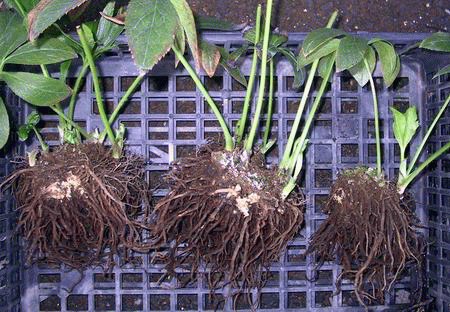 クリスマスローズハイブリットの株分け方法