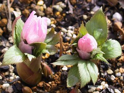 クリスマスローズ 原種交配 チベタヌスhyb 29 クリスマスローズの原種