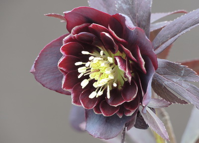 クリスマスローズのダブル（八重） 種通信販売 ＞ クリスマスローズ