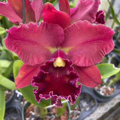 IMG_1016_medium.jpg?v=1733345759