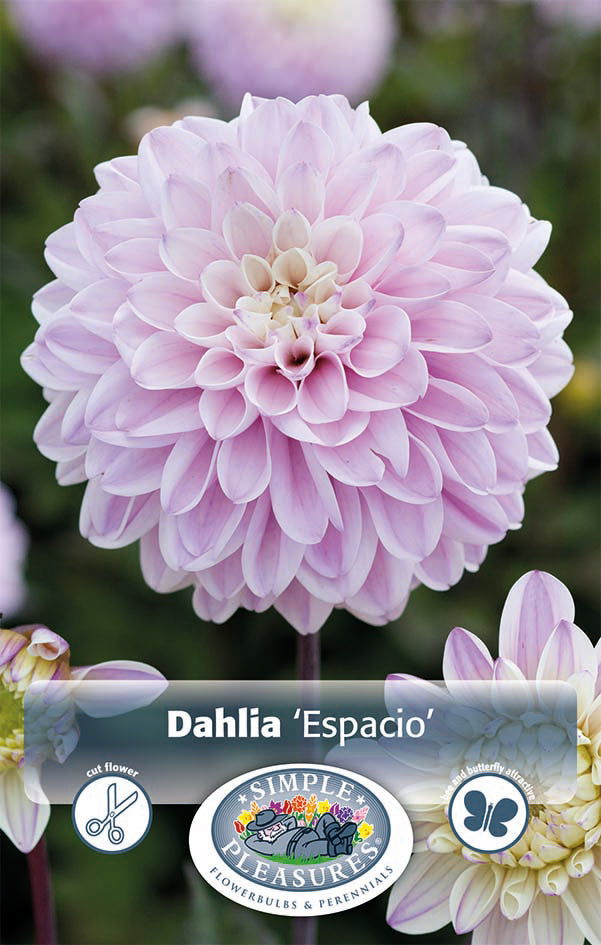 Dahlia Espacio 1pk – West Coast Seeds