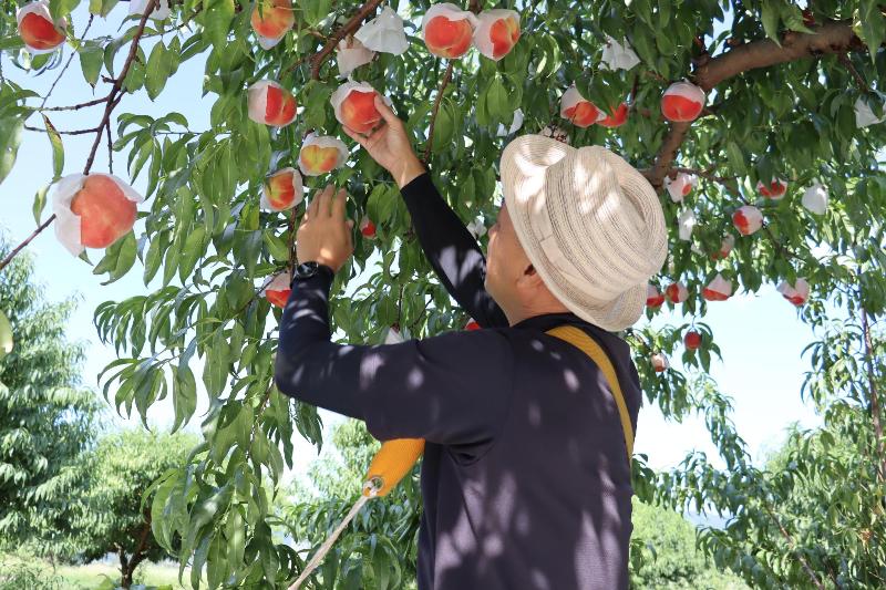 桃農家インタビュー vol.2 蓬田宗由さん - 献上桃の郷特設サイト